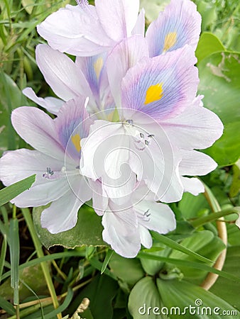 The water hyacinth & x28;Eichhornia crassipesÂ & x28;Mart.& x29; Solms& x29; Stock Photo